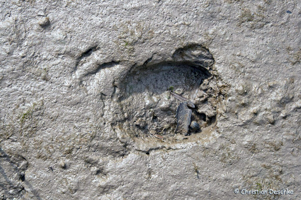 048_Tierspuren-Fotos