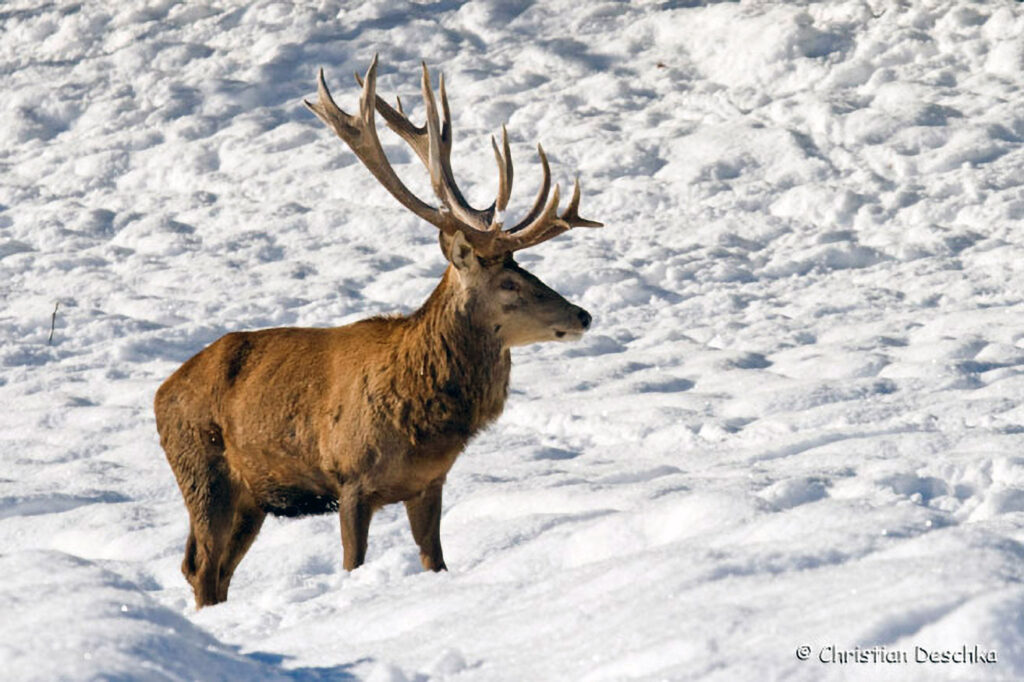 049_Rothirsch