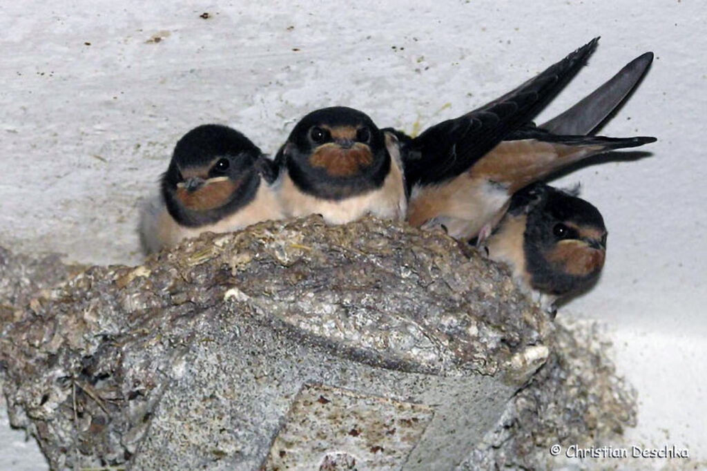 051_Mauerseglerprojekt