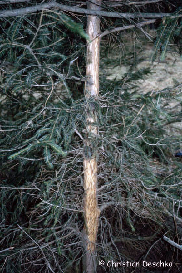 054_Tierspuren-Fotos