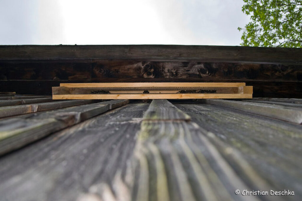 055_Fledermausprojekt