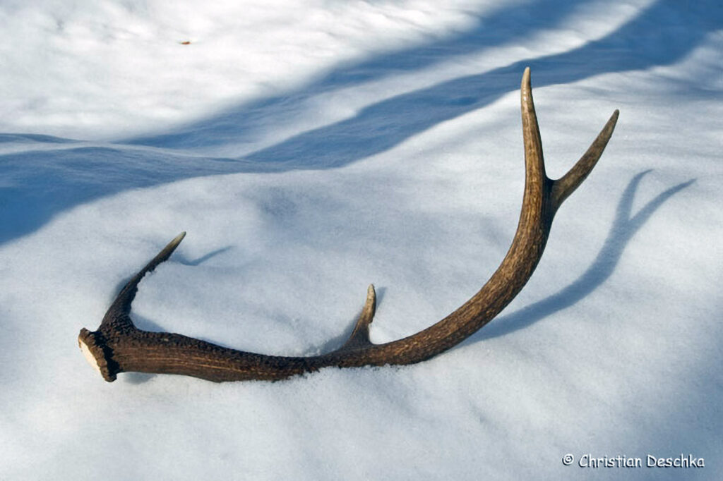 055_Tierspuren-Fotos