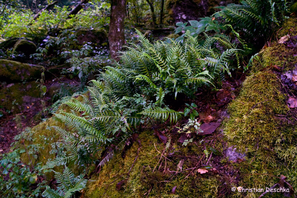 057_Naturschutzgebiet-Pesenbachtal