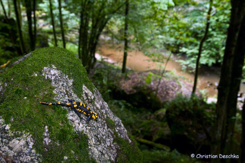 058_Naturschutzgebiet-Pesenbachtal