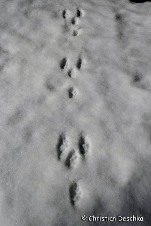 063_Tierspuren-Fotos