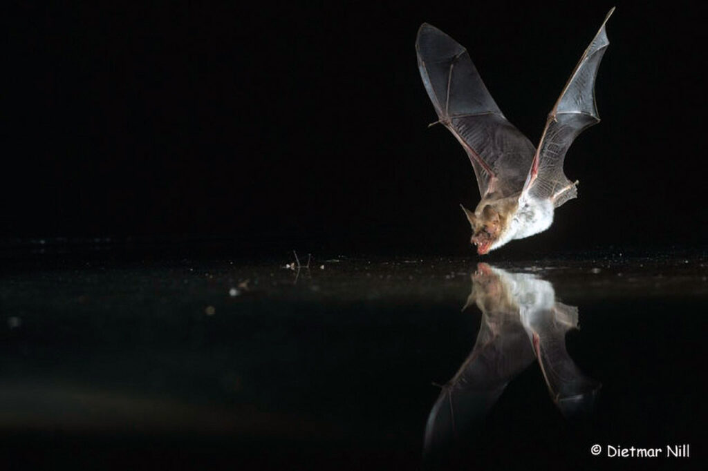 064_Fledermaeuse
