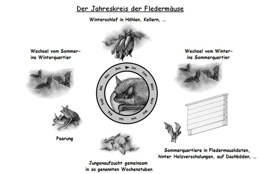 064_Fledermausprojekt