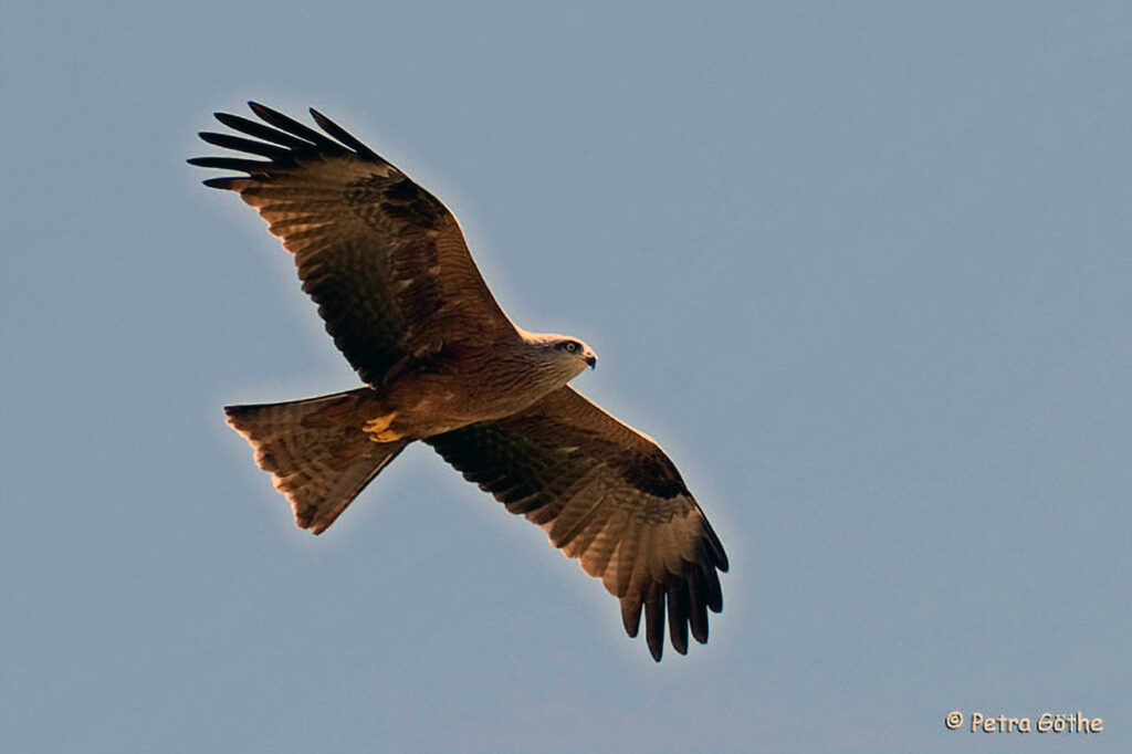 KONICA MINOLTA DIGITAL CAMERA