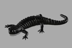 Alpensalamandermodell aus Biokunststoff