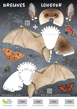 Fledermaus-Bastelbogen Braunes Langohr