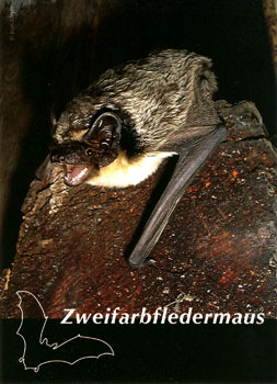 Postkarte mit Zweifarbfledermaus